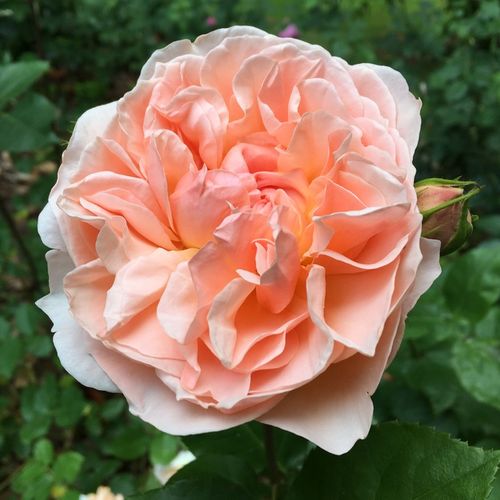 Gärtnerei - Rosa Evelyn - rosa - englische rosen - stark duftend - David Austin - Die Blüten der Sorte Evelyn sind dicht gefüllt, tassenförmig und haben einen Durchmesser von 9 cm.